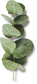 Isolated Eucalyptus Leaf